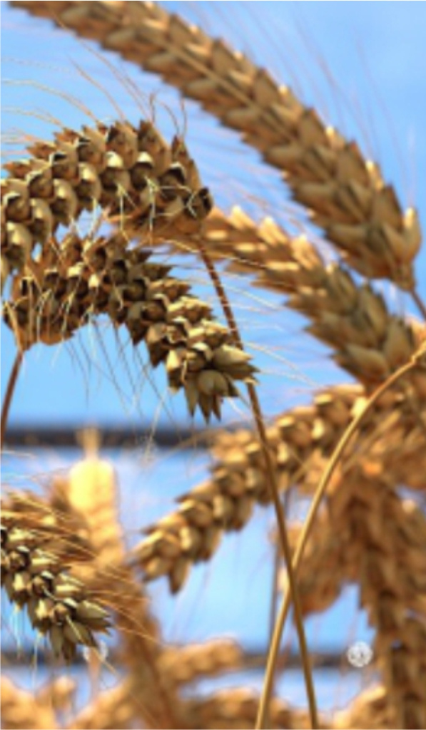 Сельское хозяйство